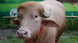 Rare Albino Buffalo Draws Crowds in Bangladesh - Image 3