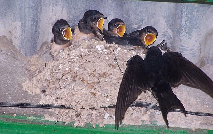 Spain's Wildlife Webcams Bring Nature to Your Screen - Image 3