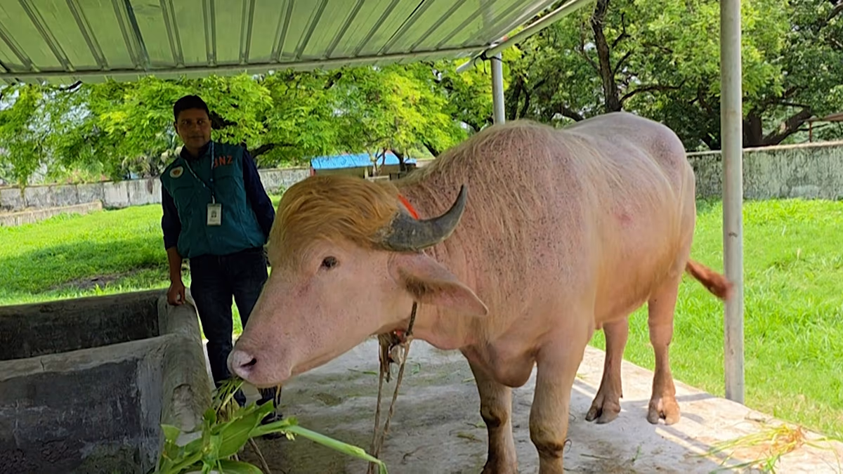 Rare Albino Buffalo Saved, Now Safe at Bangladesh Zoo