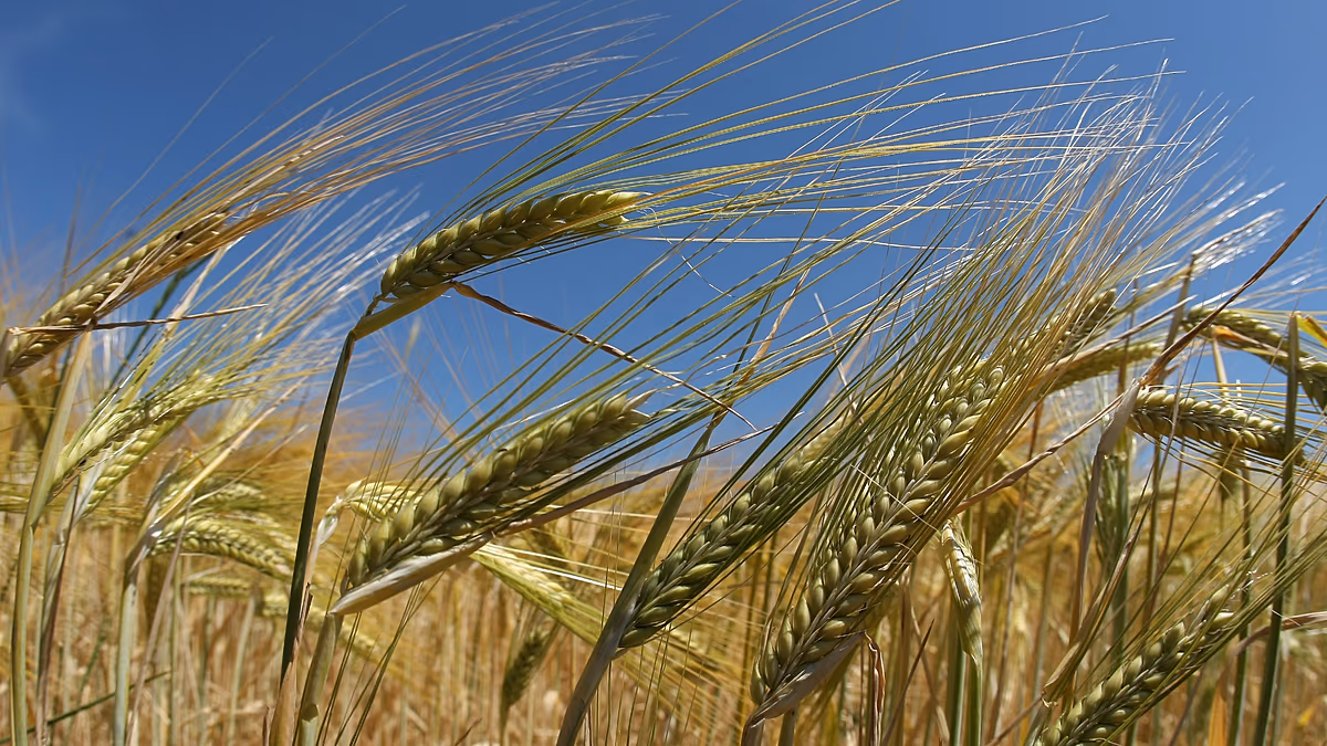 Healthy regenerative farmland with cover crops protecting rich soil between wheat harvests in France