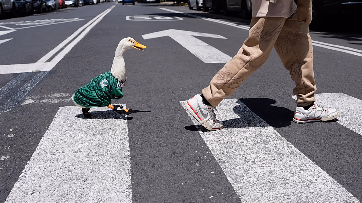 Merlin the Duck Becomes World Cup's Viral Star