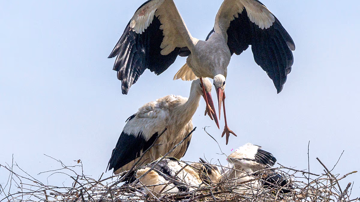 Croatian Village Shares Rooftops With 200+ White Storks