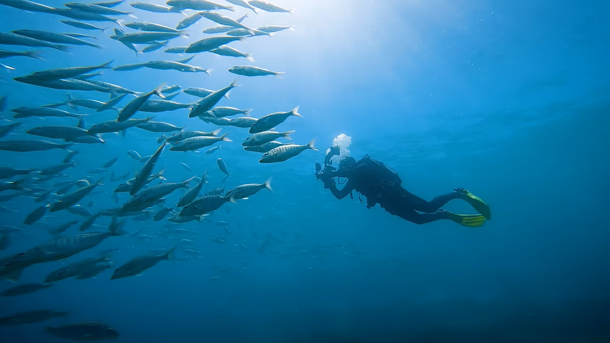 Canary Islands Divers Help Scientists Track 5,000 Species