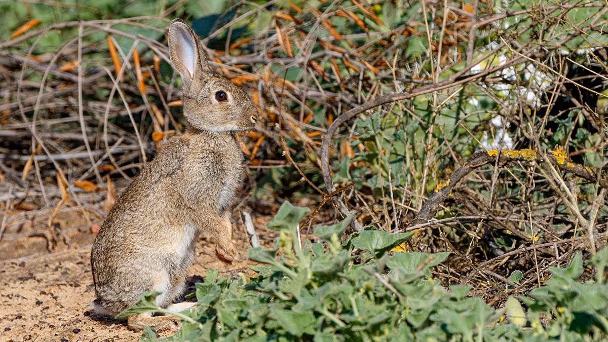 Two photographs comparing the Iberian rabbit with darker fur to the larger European rabbit species