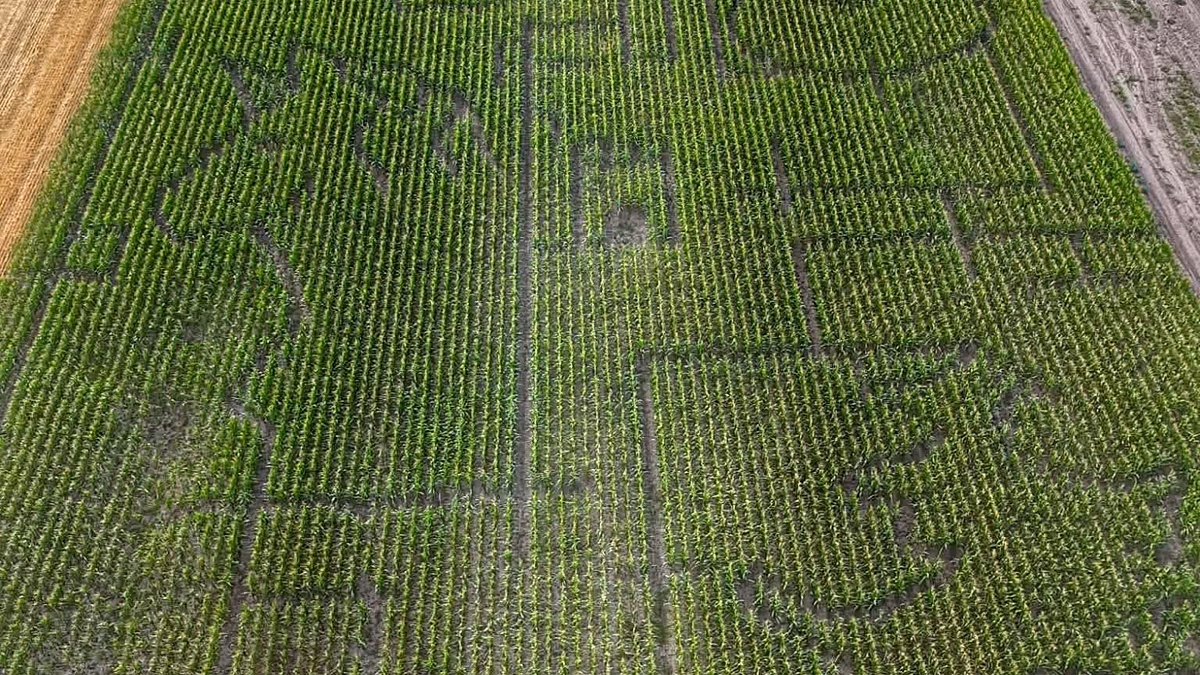 Hungary's Fairytale Corn Maze Draws Thousands to Village