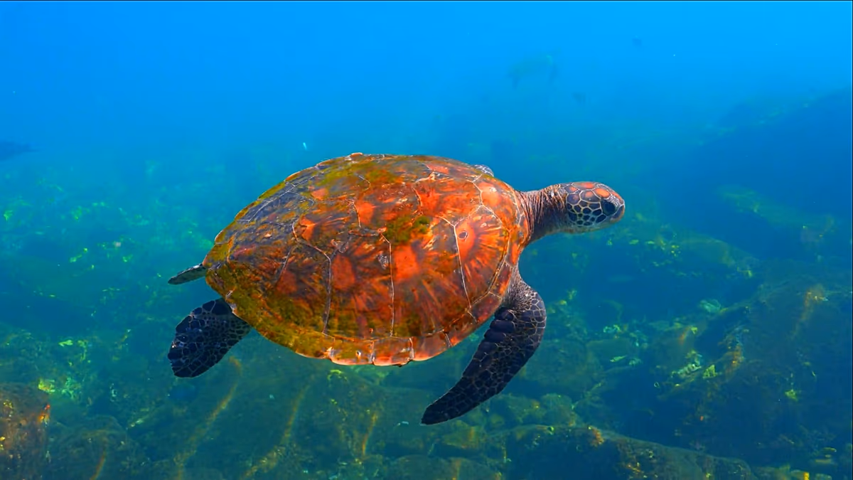 Wildlife Bounces Back From Gulf to Central Asia