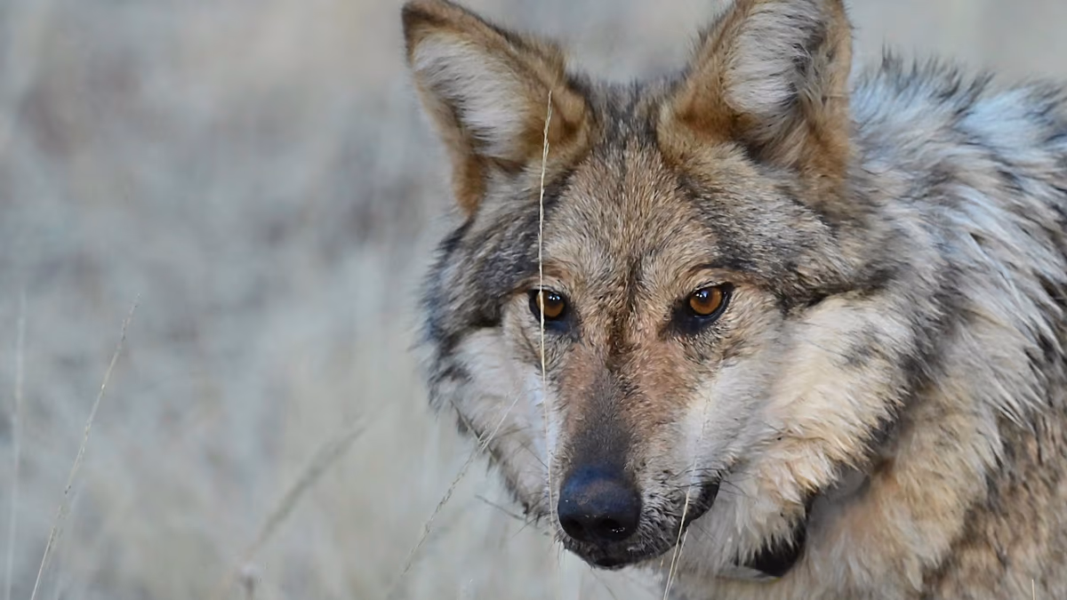 Italy's Wolves Make a Comeback After Near Extinction