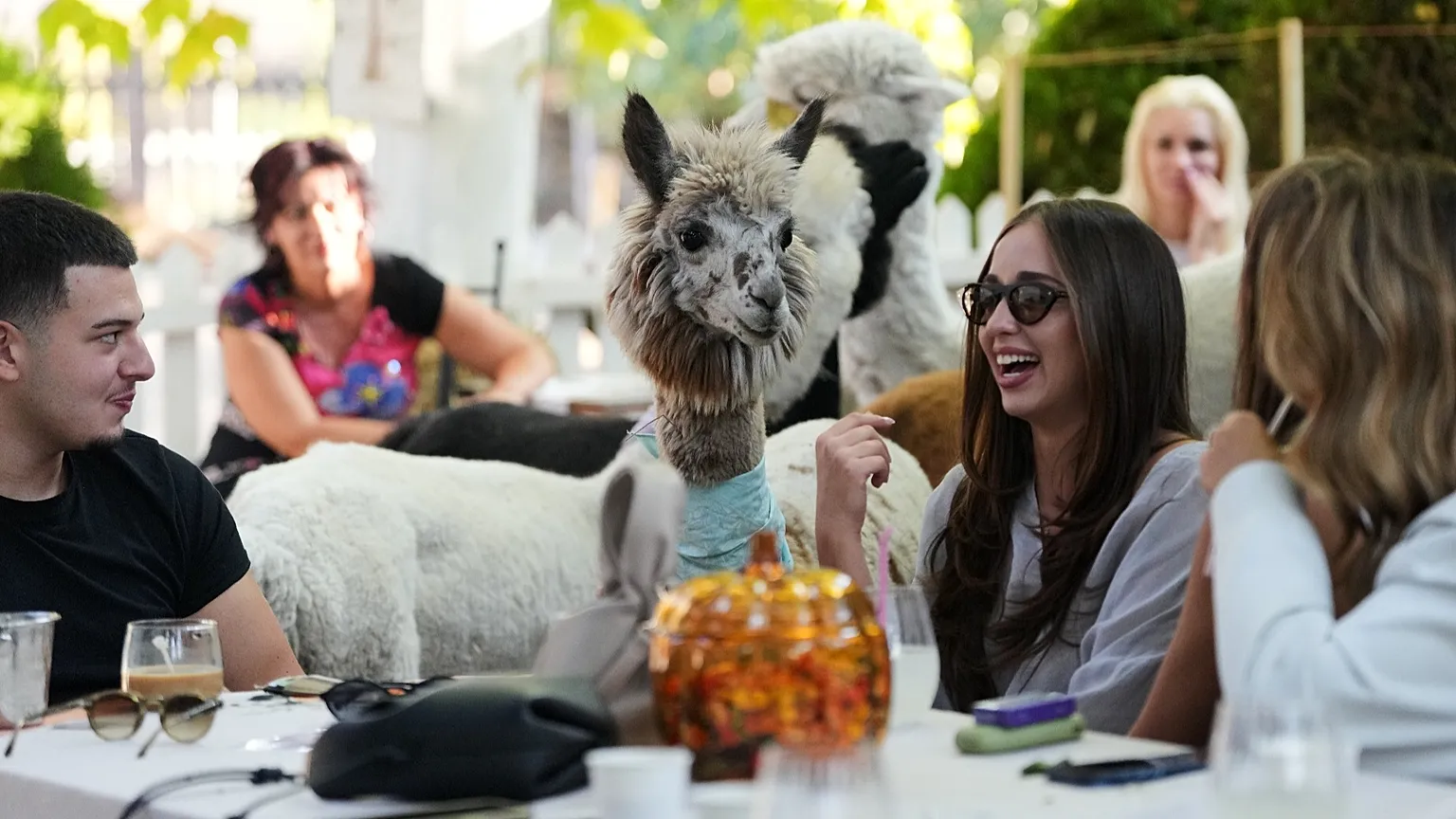 Serbian Café Serves Coffee with Adorable Alpaca Friends - Image 2