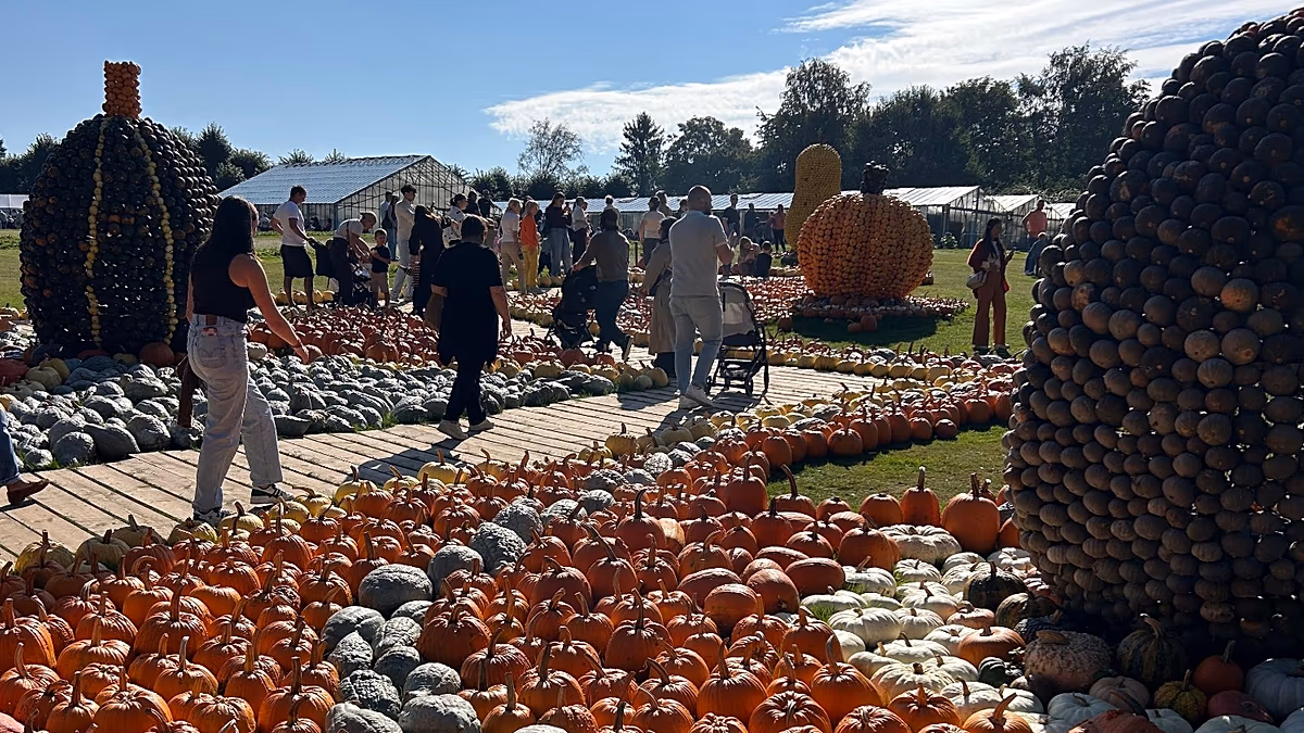 50,000 Expected at Belgium Castle Pumpkin Festival