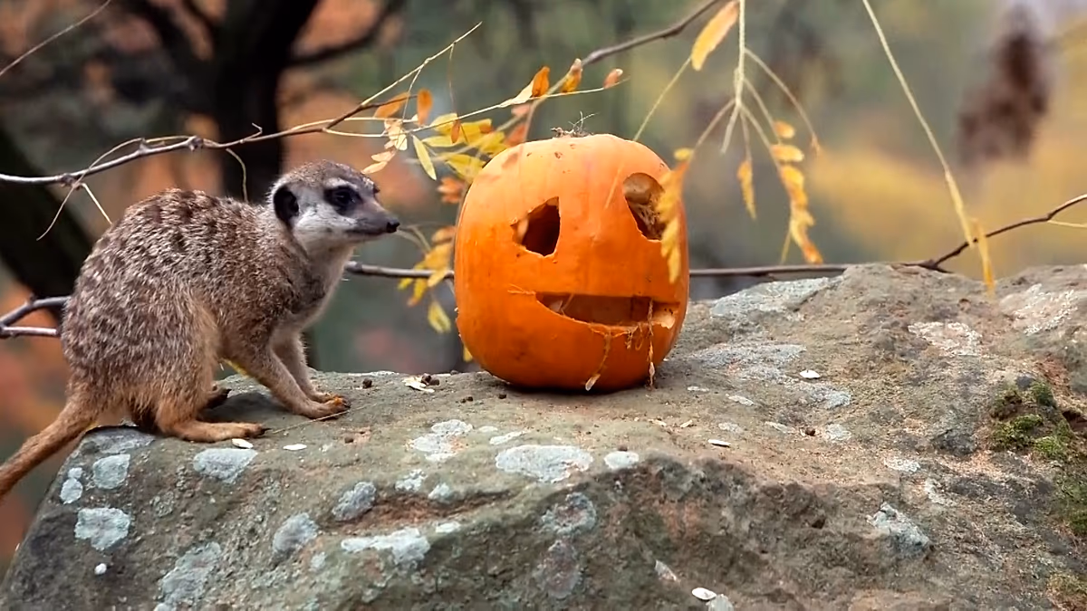 Prague Zoo Treats 14 Animal Species to Pumpkins