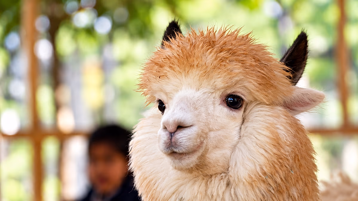 Islamabad Zoo Opens Pakistan's First Alpaca Cafe