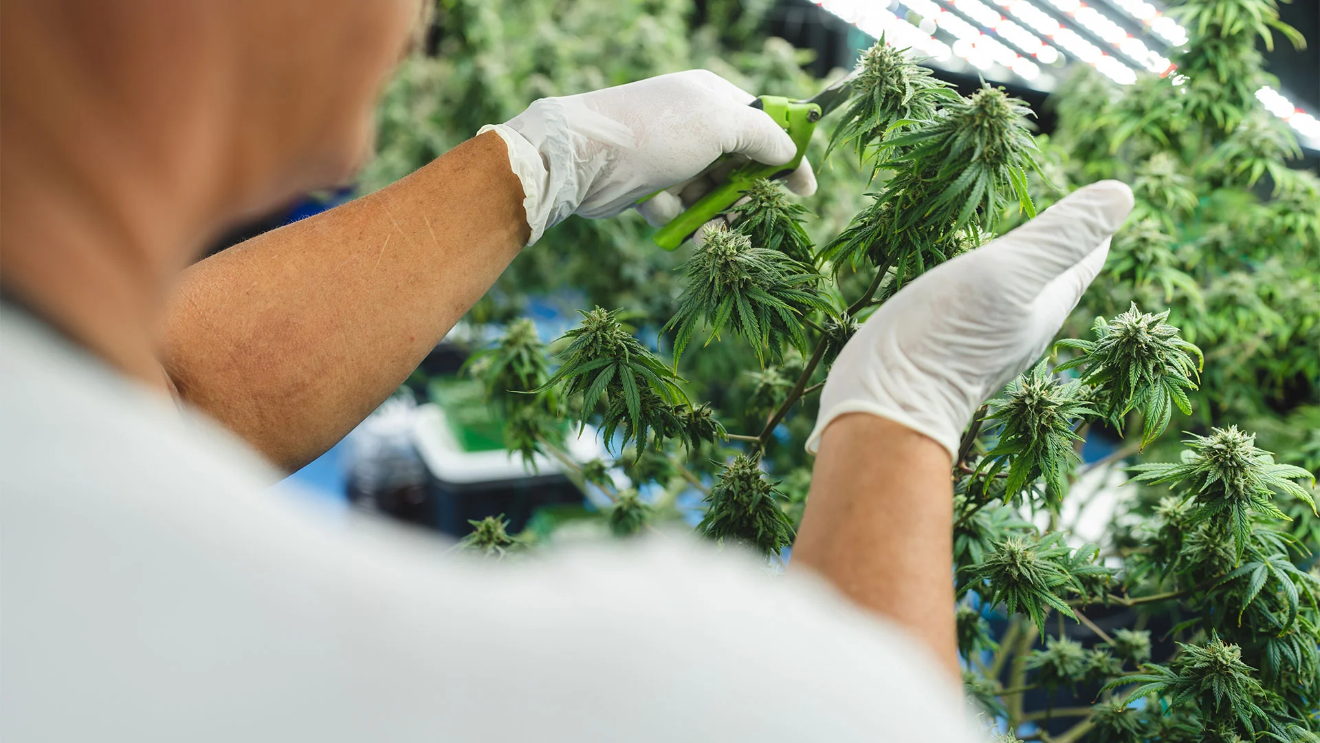 U.S. Moves Marijuana Out of Heroin Category After Decades