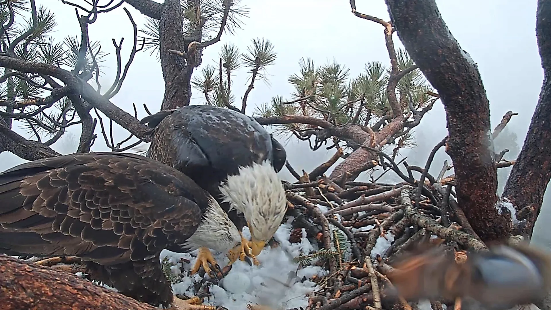 Internet-Famous Eagle Jackie Inspires Habitat Conservation