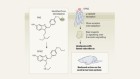 5 Psychedelics Show Similar Brain Patterns in 500+ Scans - Image 2