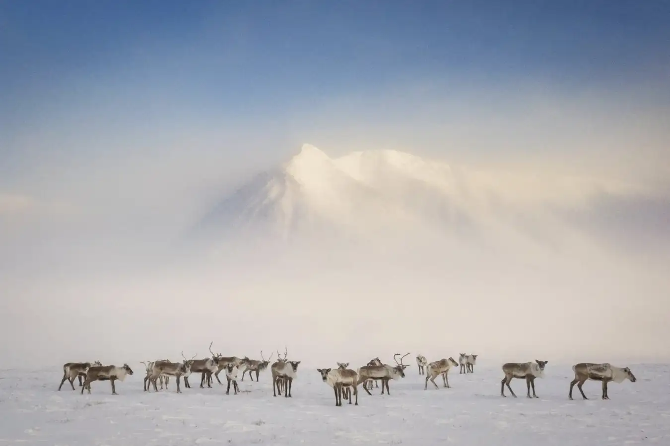 Large herd of caribou migrating across snowy landscape near Anaktuvuk Pass, Alaska