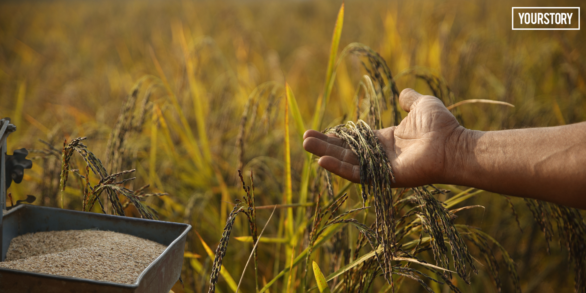 Hands holding fragrant black-grained Kala Namak heritage rice from Siddharthnagar, India