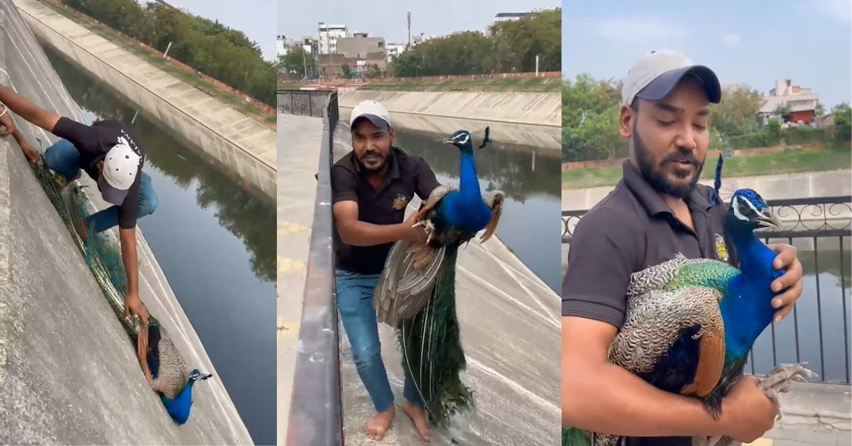 Jaipur Team Saves Exhausted Peacock Trapped in Canal