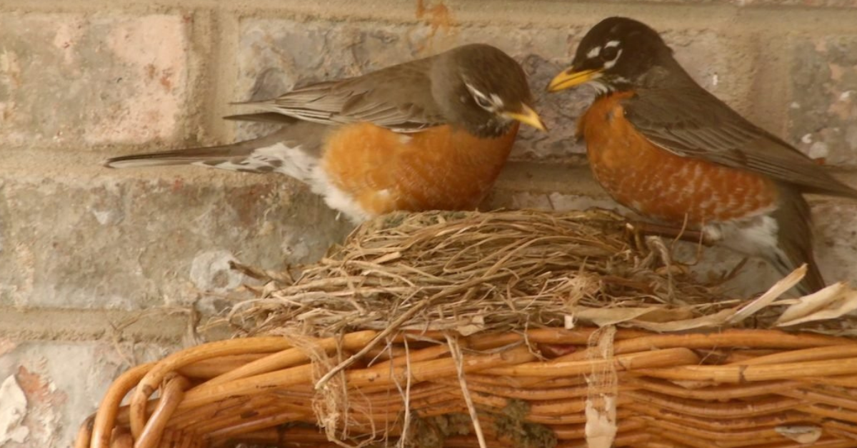 Colorful birds perched among flowering native plants in a lush backyard garden sanctuary