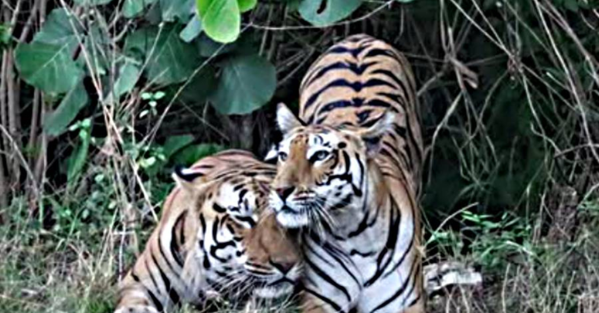 Tiger Couple Brings India's Kheoni Sanctuary Back to Life
