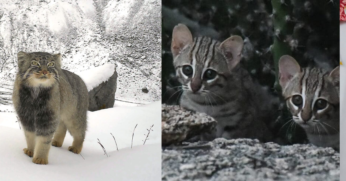 Camera Traps Reveal 10 Rare Wild Cats Across India