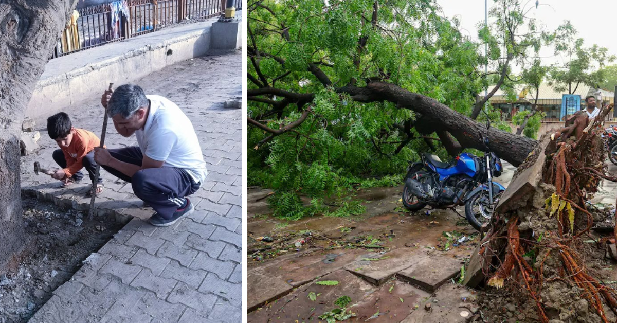 Dehradun Removes Concrete to Save Trees From Falling