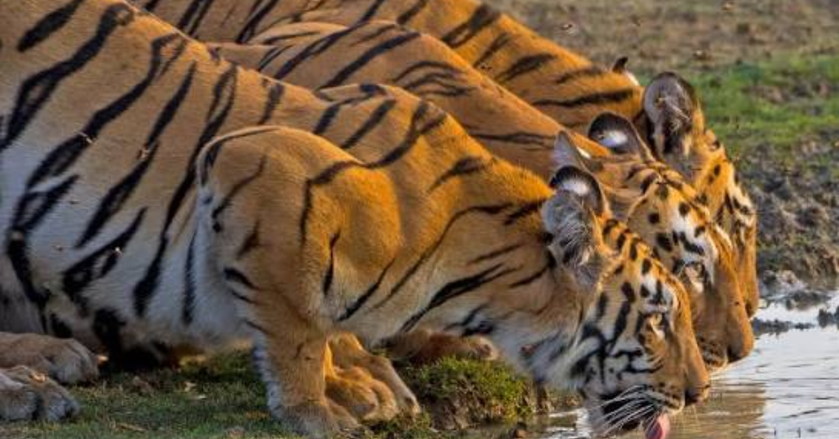 Bengal tiger walking through tall grassland in golden sunlight at Indian wildlife reserve