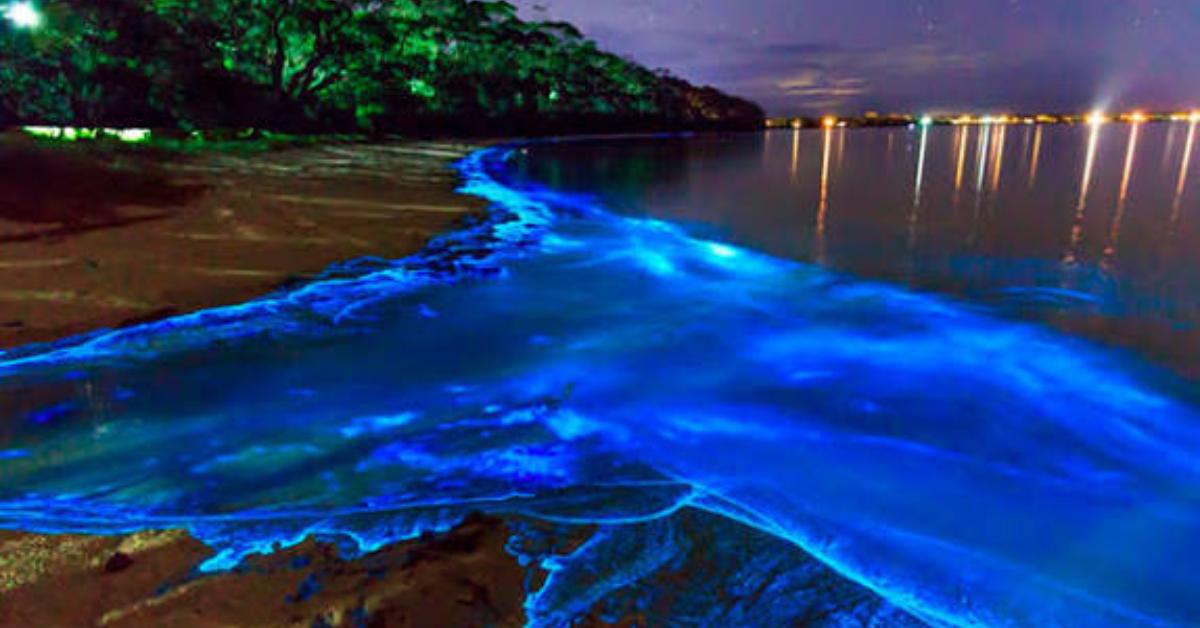 India's Glowing Forests Light Up After Dark in the Monsoon