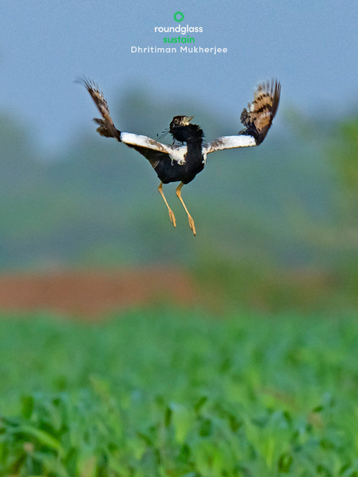 India's Rare Dancing Bird Gets New Protection in Grasslands