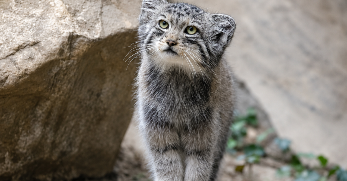 India Discovers Fluffy Pallas's Cat in 5 States