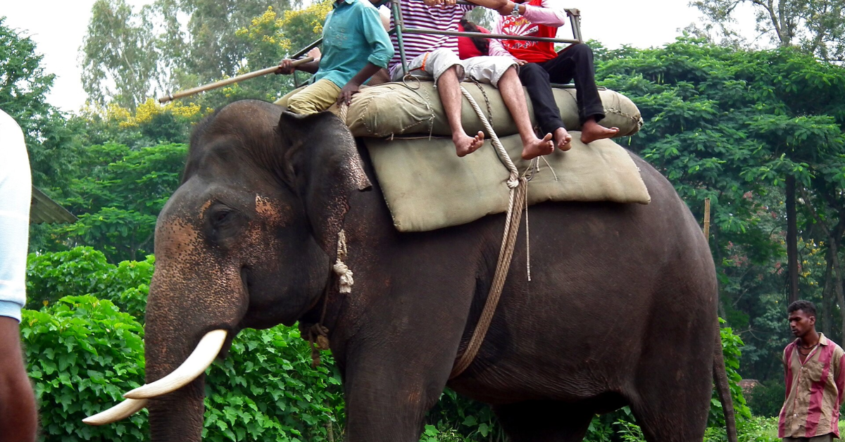 ** Elephant walking freely in sanctuary without riding platform or chains on back