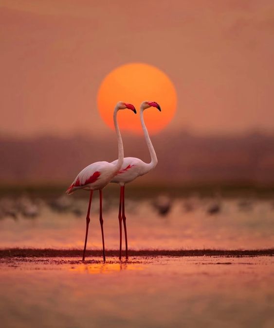 8 Hidden Birdwatching Gems Across India
