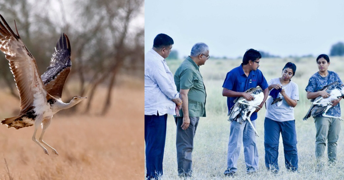 Great Indian Bustard standing in desert landscape of Rajasthan's Desert National Park