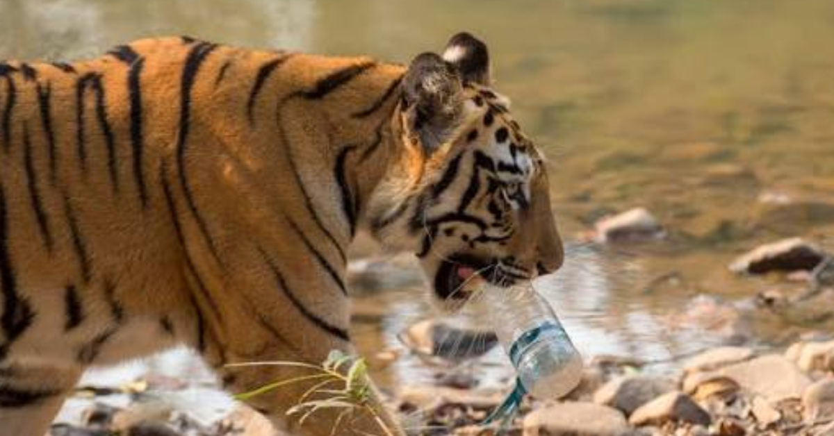 India Makes Waste Management Key to Tiger Reserve Assessment