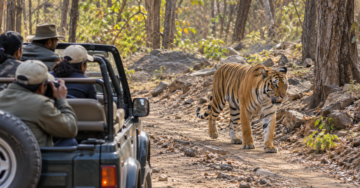 Indravati Tiger Reserve Opens After 40-Year Closure