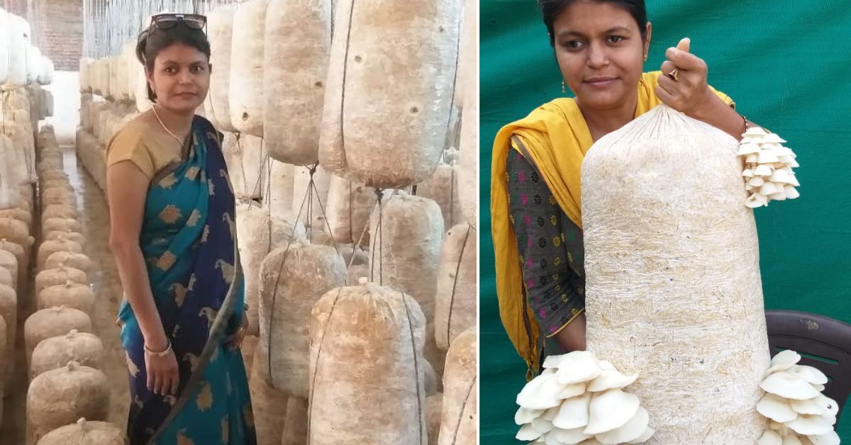 Professor Turns to Mushrooms, Earns $1,800 Monthly