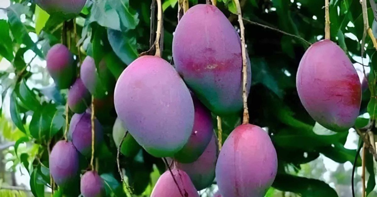 Indian Farmer Grows $2,700/kg Miyazaki Mangoes on His Roof