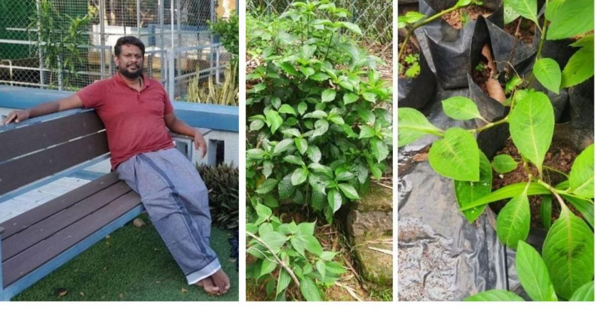 Kerala Engineer Grows 500 Rare Medicinal Plants at Home