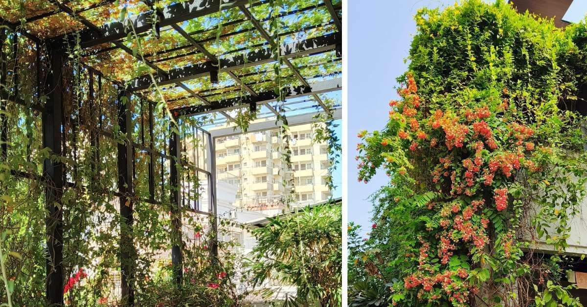 Surat Home With 800 Plants Stays 10°C Cooler Year-Round - Image 2