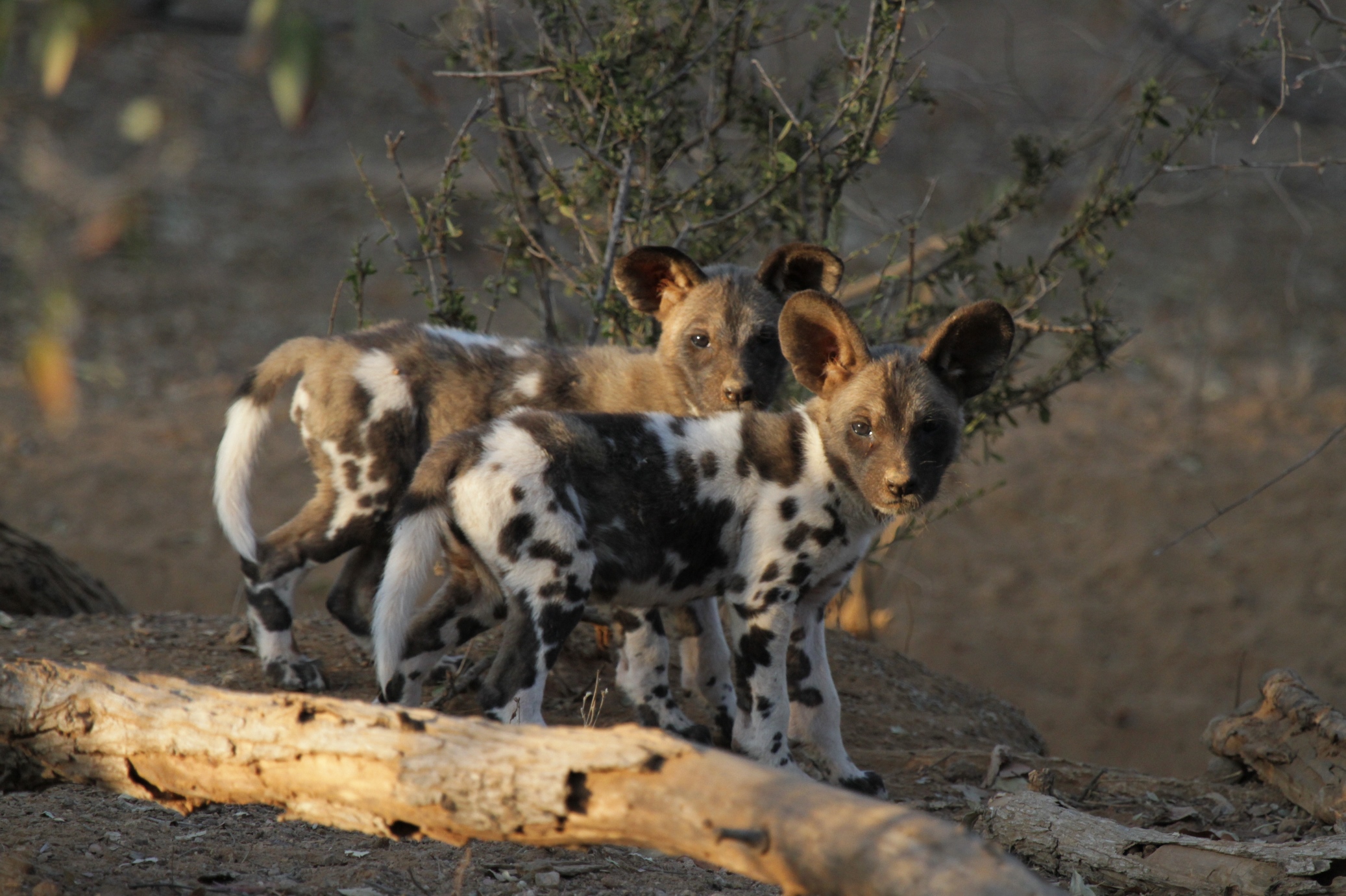 African Wild Dogs in Botswana Defy Nature, Eat Fruit
