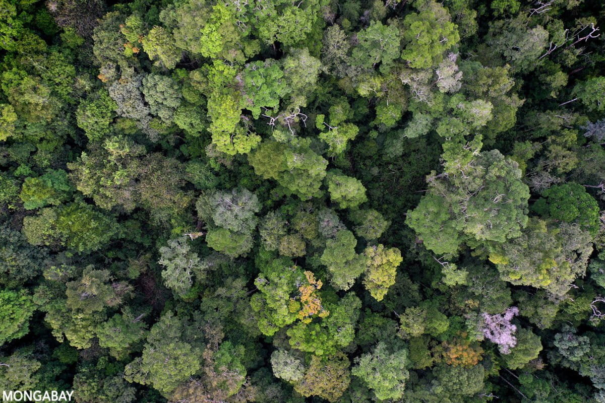 New Standard Ensures Tree Planting Actually Helps Wildlife - Image 2