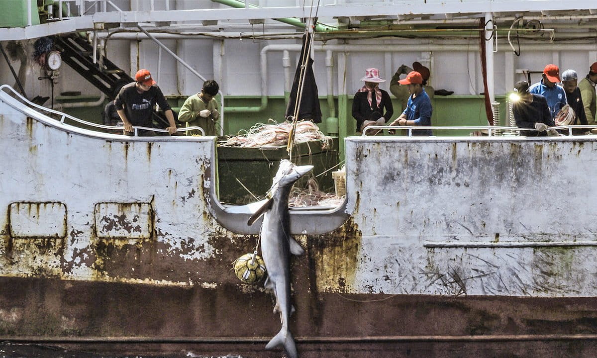 Amazon Potter Doña Oscarina Changed Climate Research - Image 5