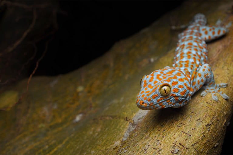 Countries Chart New Path for Wildlife at Armenia Summit - Image 4