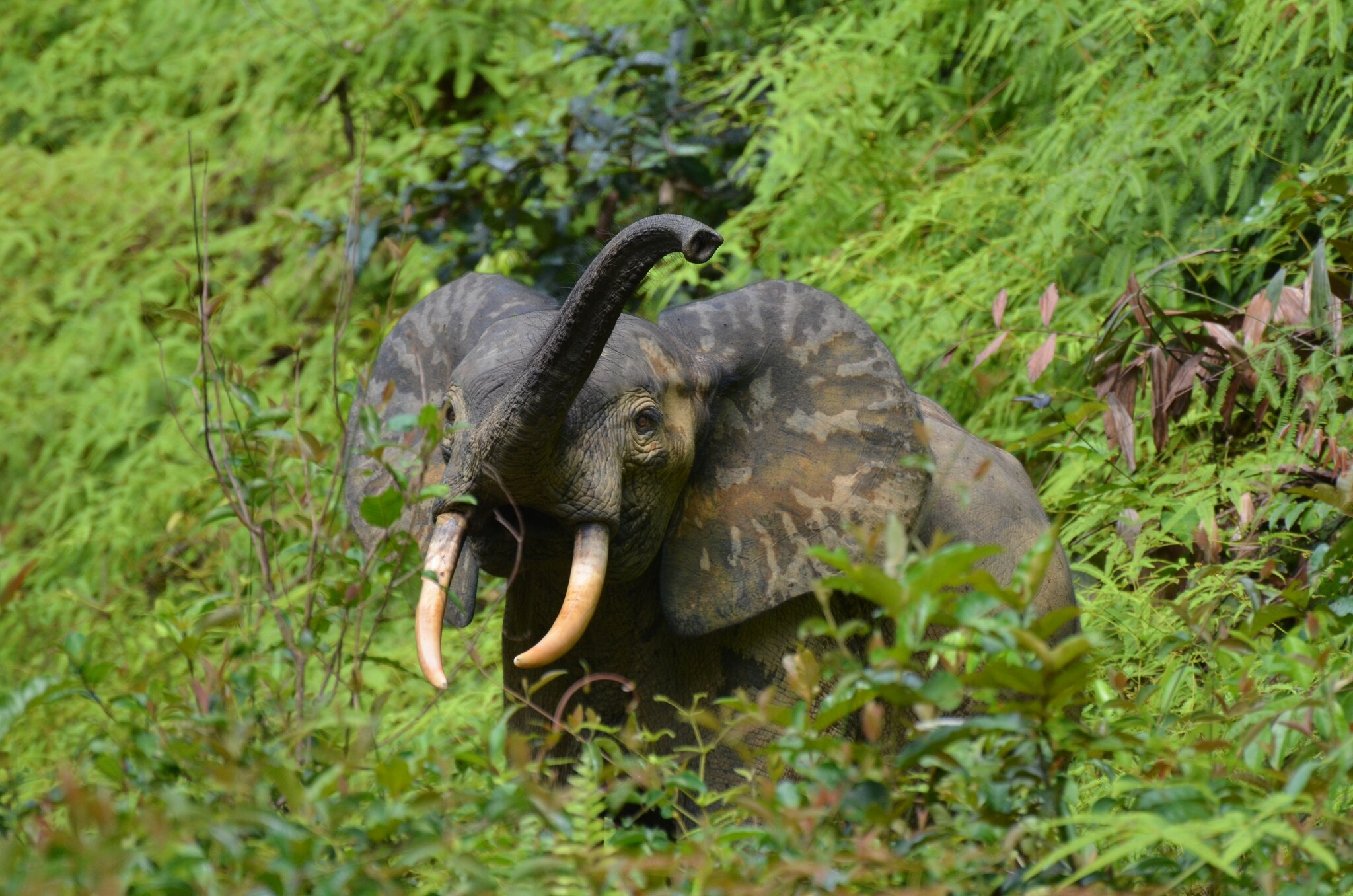 $2.5 Billion Pledge Aims to Save Congo Basin Rainforest