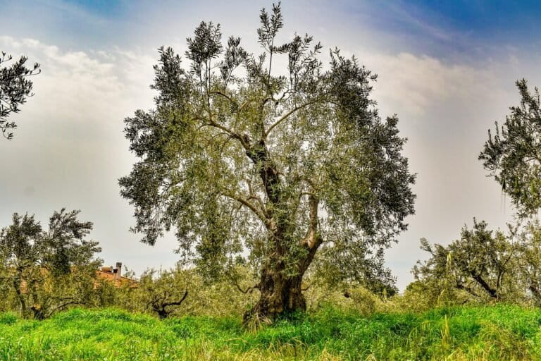 Europe Has 440M Abandoned Olive Trees—Here's the Fix - Image 3