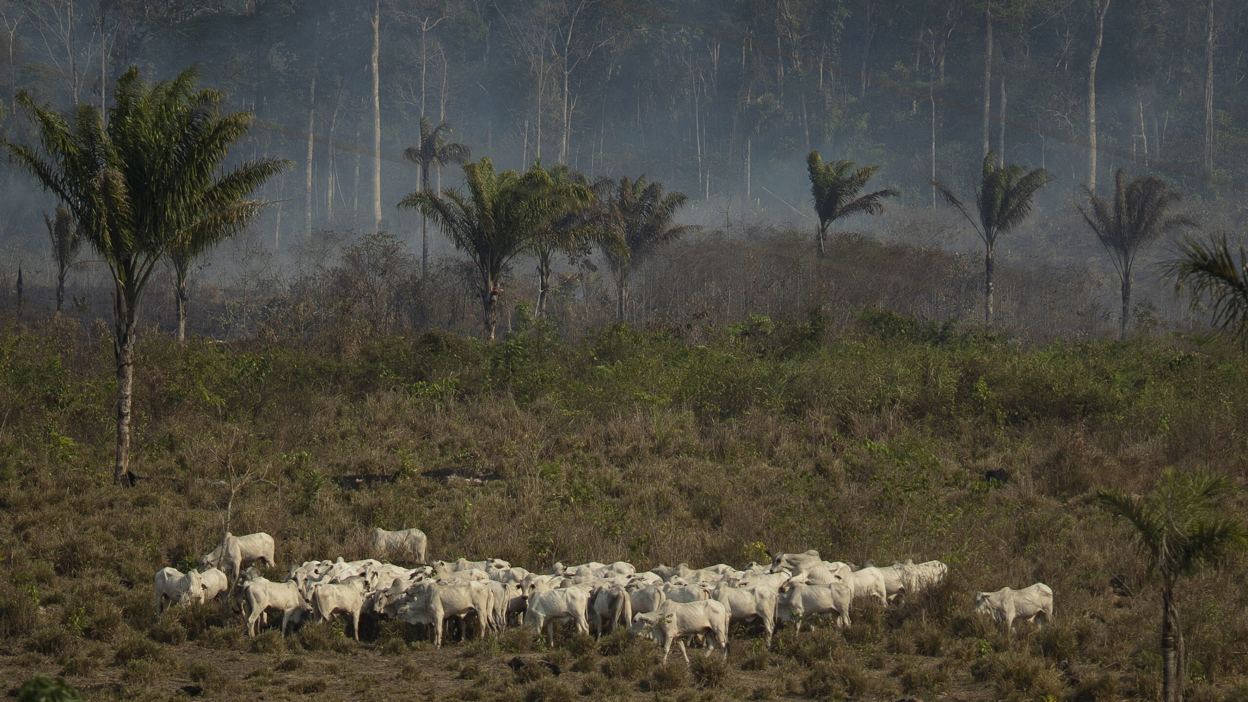 Tropical Forest Loss Drops 36% in Hopeful Climate Win