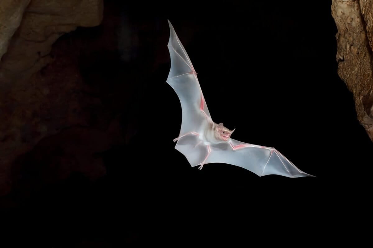 Kenya's Bat Guardians Protect Caves and Communities - Image 2