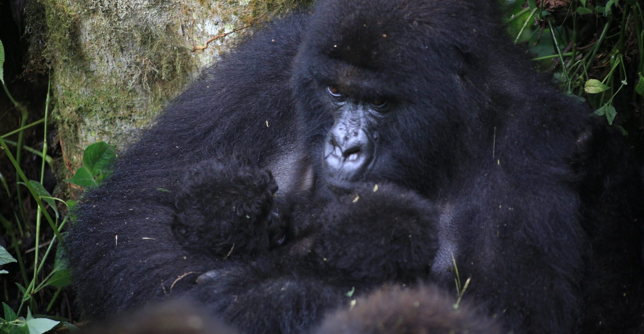 Two newborn mountain gorilla twins from the Baraka family at Virunga National Park