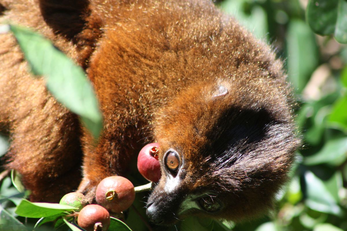 Scientists Find Fix for Madagascar's Guava Problem - Image 3
