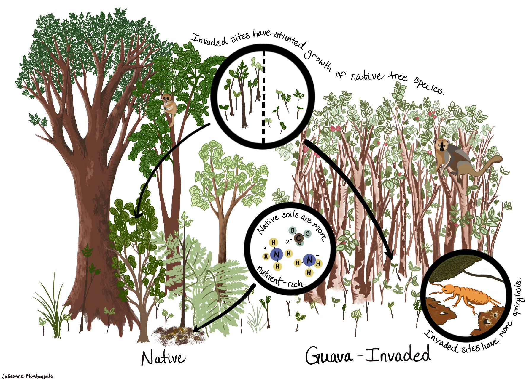 Scientists Find Fix for Madagascar's Guava Problem - Image 4