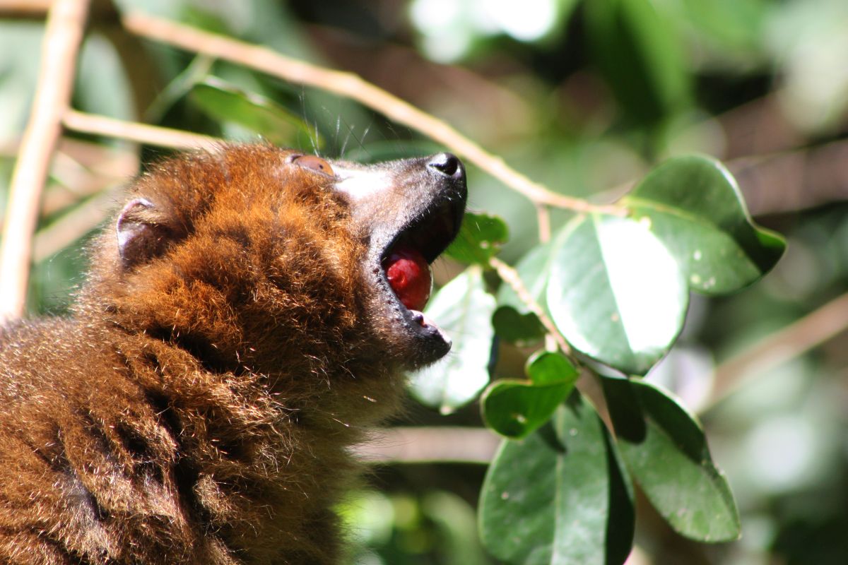 Endangered sifaka lemur with orange eyes eating red strawberry guava fruit in dense forest